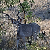 "Greater Kudu" Kruger national Park, South Africa